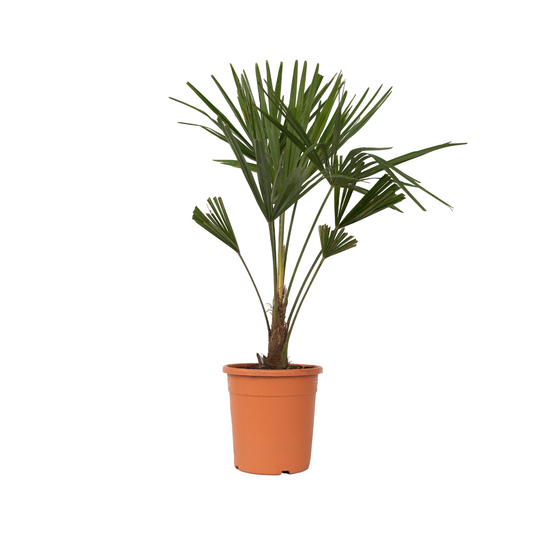 Chinese Windmill Palm - Trachycarpus Fortunei - Height 65-75cm - ⌀21cm