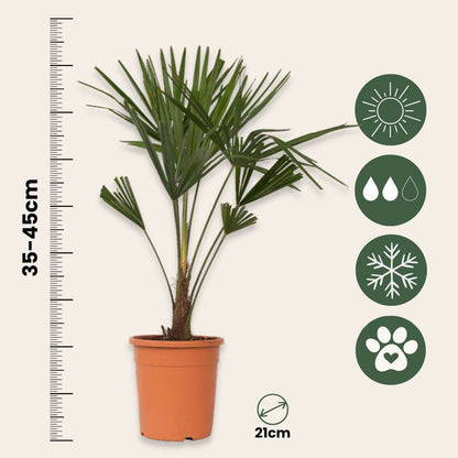 Palmier de Chine - Trachycarpus Fortunei - Hauteur 65-75cm - ⌀21cm - TD Plantz