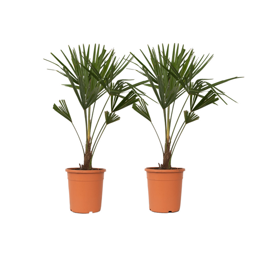 Chinese Windmill Palm - 2 pcs. - Trachycarpus Fortunei - Height 65-75cm - ⌀21cm