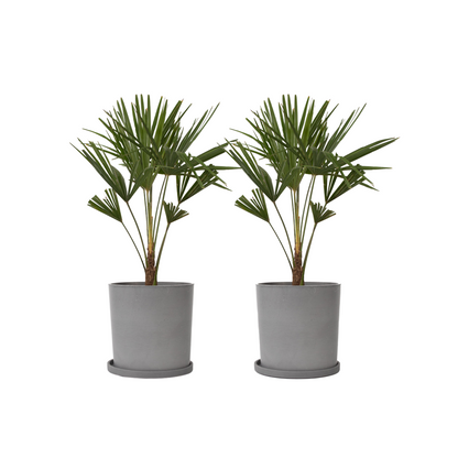 Palmier de Chine - Set de 2 - Trachycarpus Fortunei - Hauteur 65-75cm - ⌀21cm - TD Plantz