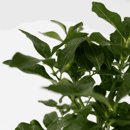 Oranger sanguin - Citrus aurantium Tarocco - Hauteur 90-110cm - ⌀19cm