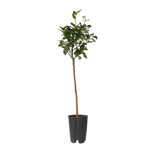 Blood Orange Tree - Citrus aurantium Tarocco - Height 90-110cm - ⌀19cm