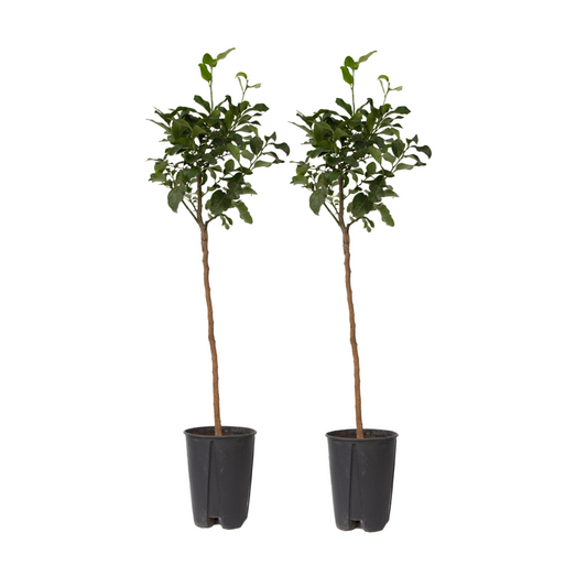 Blood Orange Tree - 2 pcs. - Citrus aurantium Tarocco - Height 90-110cm - ⌀19cm