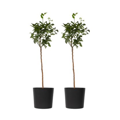 Oranger sanguin - Set de 2 - Citrus aurantium Tarocco - Hauteur 90-110cm - ⌀19cm