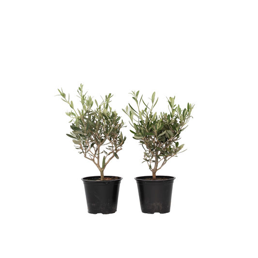 Olivier - Set de 2 - Olea europaea - Hauteur 25-40cm - ⌀14cm