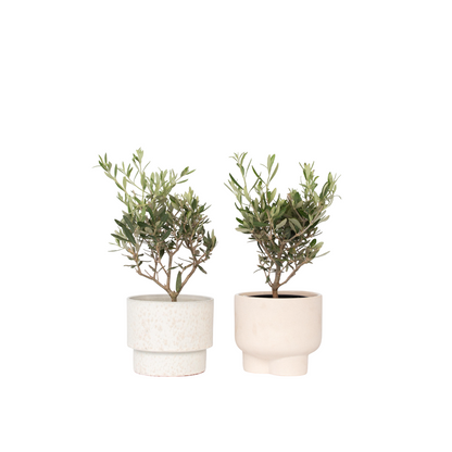 Olivier - Set de 2 - Olea europaea - Hauteur 25-40cm - ⌀14cm