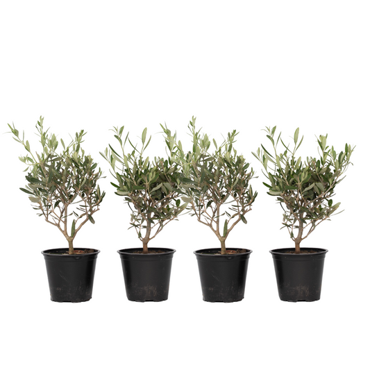 Olivier - Set de 4 - Olea europaea - Hauteur 25-40cm - ⌀14cm