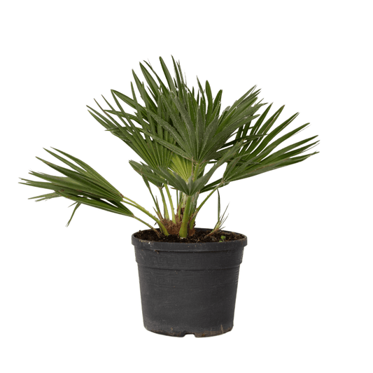 European fan palm - Chamaerops 'Vulcano' - Height 35-45cm - ⌀19cm