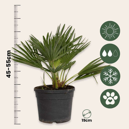 Palmier nain - Chamaerops 'Vulcano' - Hauteur 35-45cm - ⌀19cm