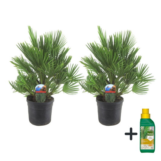European fan palm - Chamaerops 'Vulcano' - Height 35-45cm - ⌀19cm