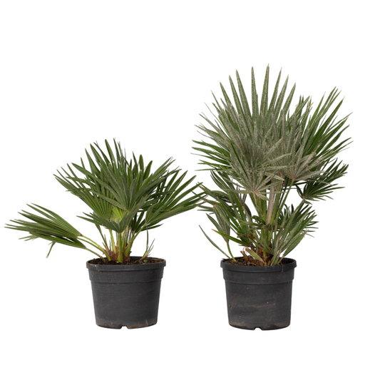 European fan palm - 2 pcs. - Chamaerops 'Vulcano' - Height 35-45cm - ⌀19cm