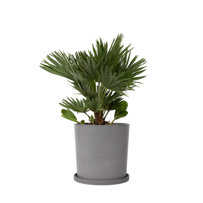 Palmier nain - Chamaerops 'Vulcano' - Hauteur 45-55cm - ⌀24cm - TD Plantz