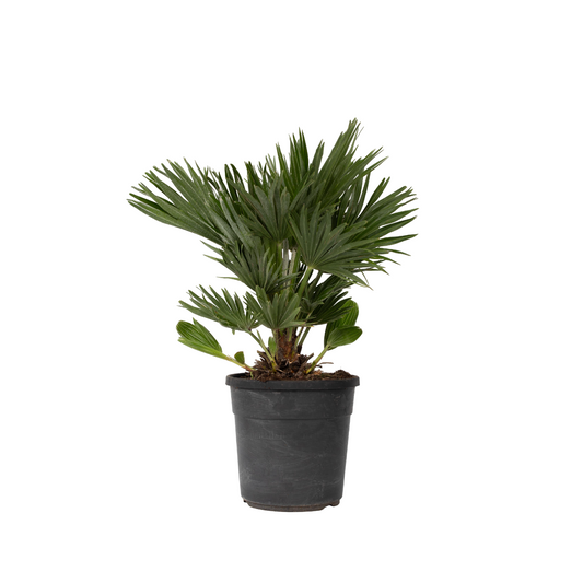 European fan palm - Chamaerops 'Vulcano' - Height 45-55cm - ⌀24cm