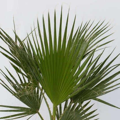 Palmier de Washington - Washingtonia robusta - Hauteur 50-60cm - ⌀15cm