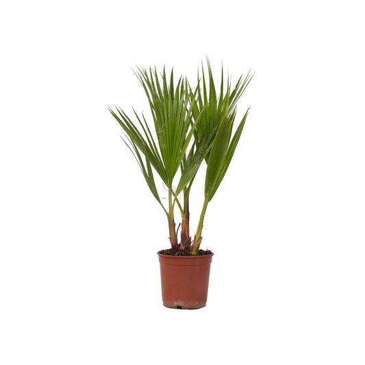 Mexican Fan Palm - Washingtonia robusta - Height 50-60cm - ⌀15cm