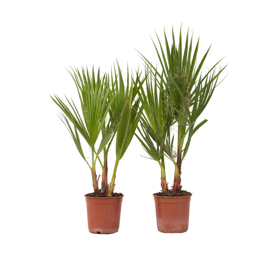 Mexican Fan Palm - 2 pcs. - Washingtonia robusta - Height 50-60cm - ⌀15cm