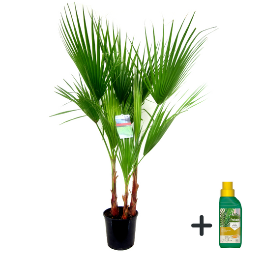 Mexican Fan Palm - Washingtonia robusta - Height 70-90cm - ⌀21cm