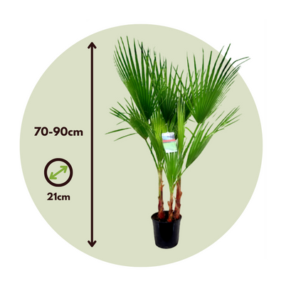 Palmier de Washington - Washingtonia robusta - Hauteur 70-90cm - ⌀21cm - TD Plantz
