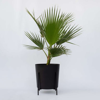 Palmier de Washington - Washingtonia robusta - Hauteur 70-90cm - ⌀21cm - TD Plantz
