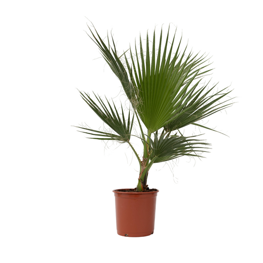 Mexican Fan Palm - Washingtonia robusta - Height 70-90cm - ⌀21cm