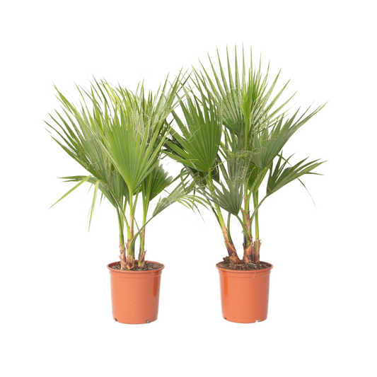 Mexican Fan Palm - 2 pcs. - Washingtonia robusta - Height 70-90cm - ⌀21cm