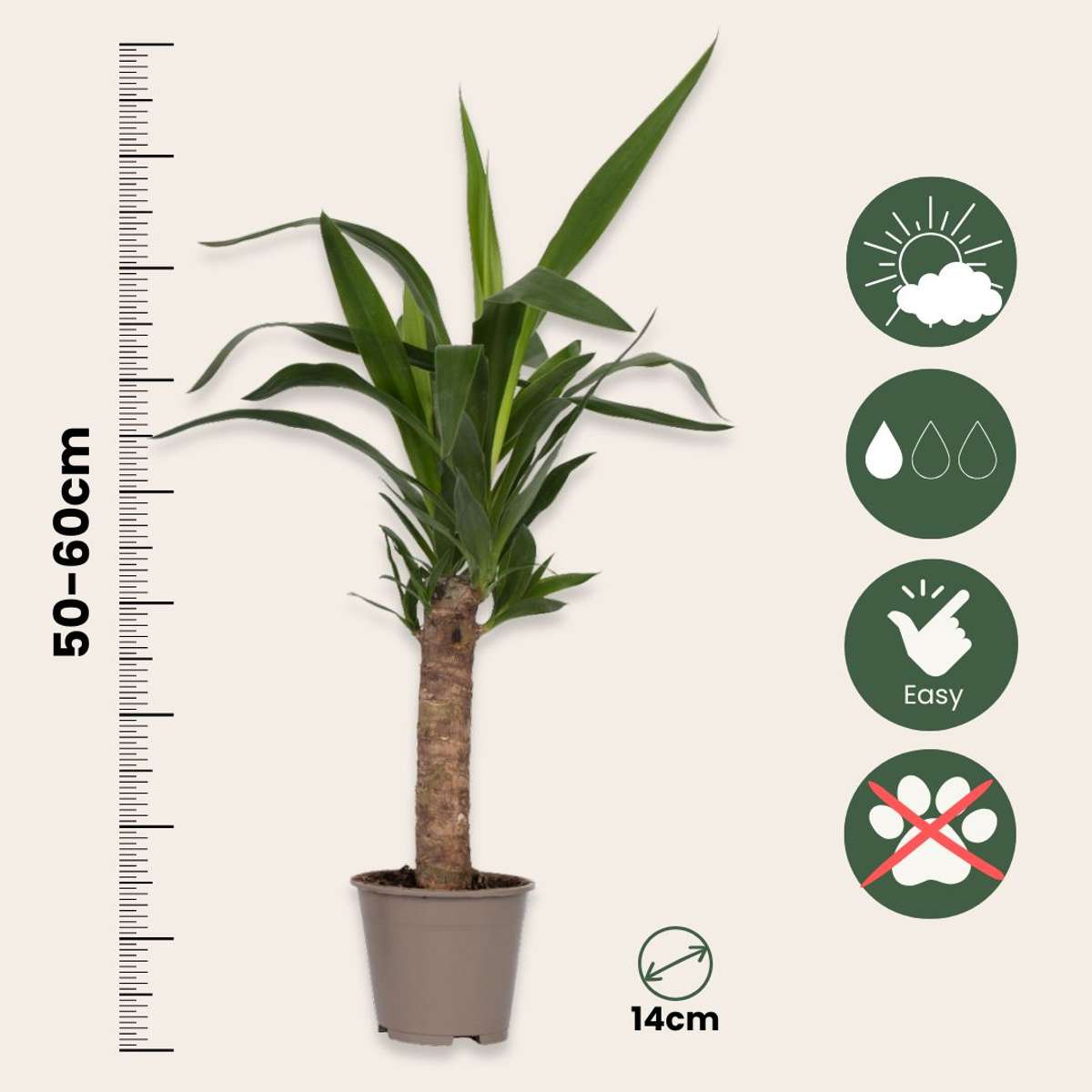 Pied d'éléphant - Yucca elephantipes - Hauteur 50-60cm - ⌀14cm