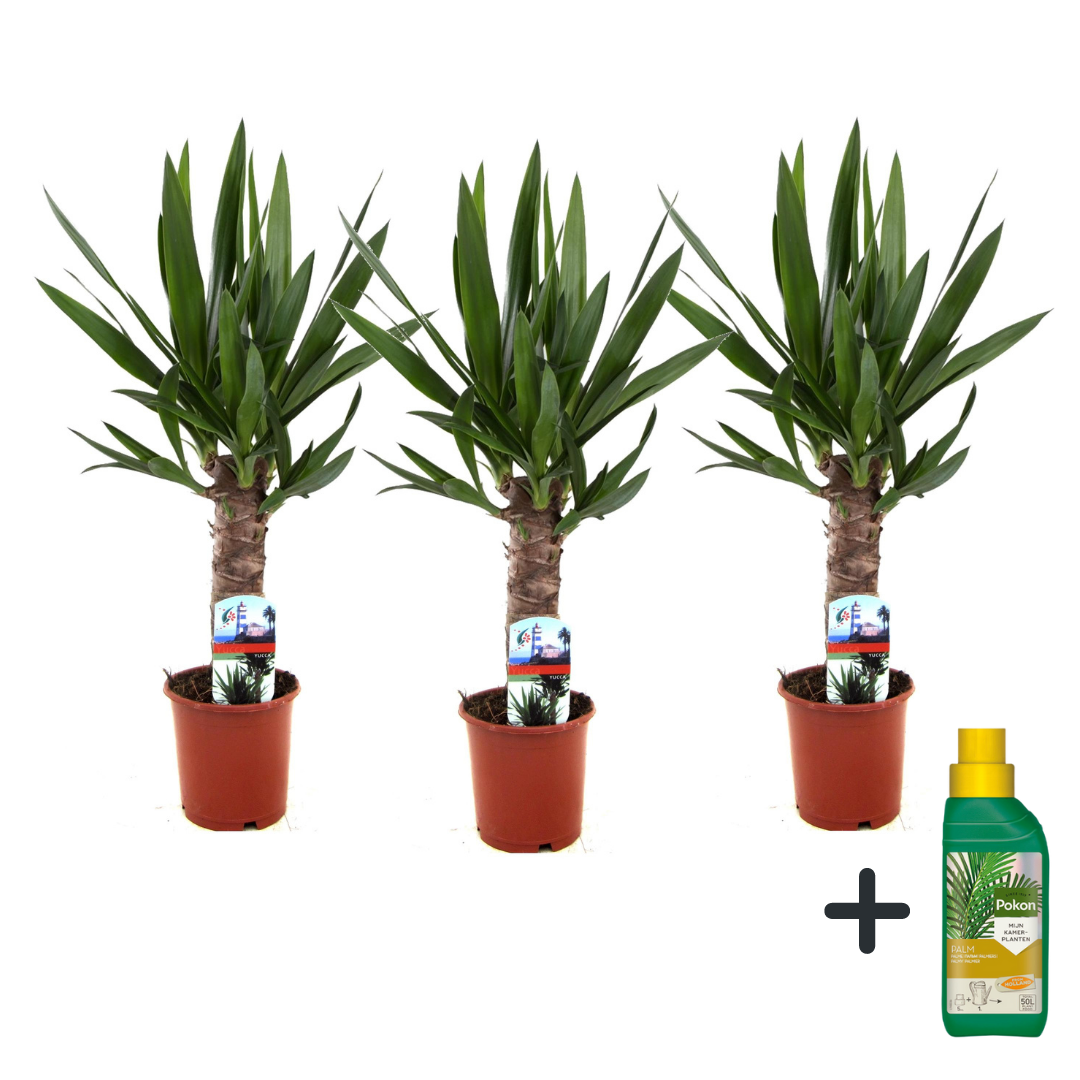 Common Yucca - 3 pcs. - Yucca elephantipes - Height 50-60cm - ⌀14cm