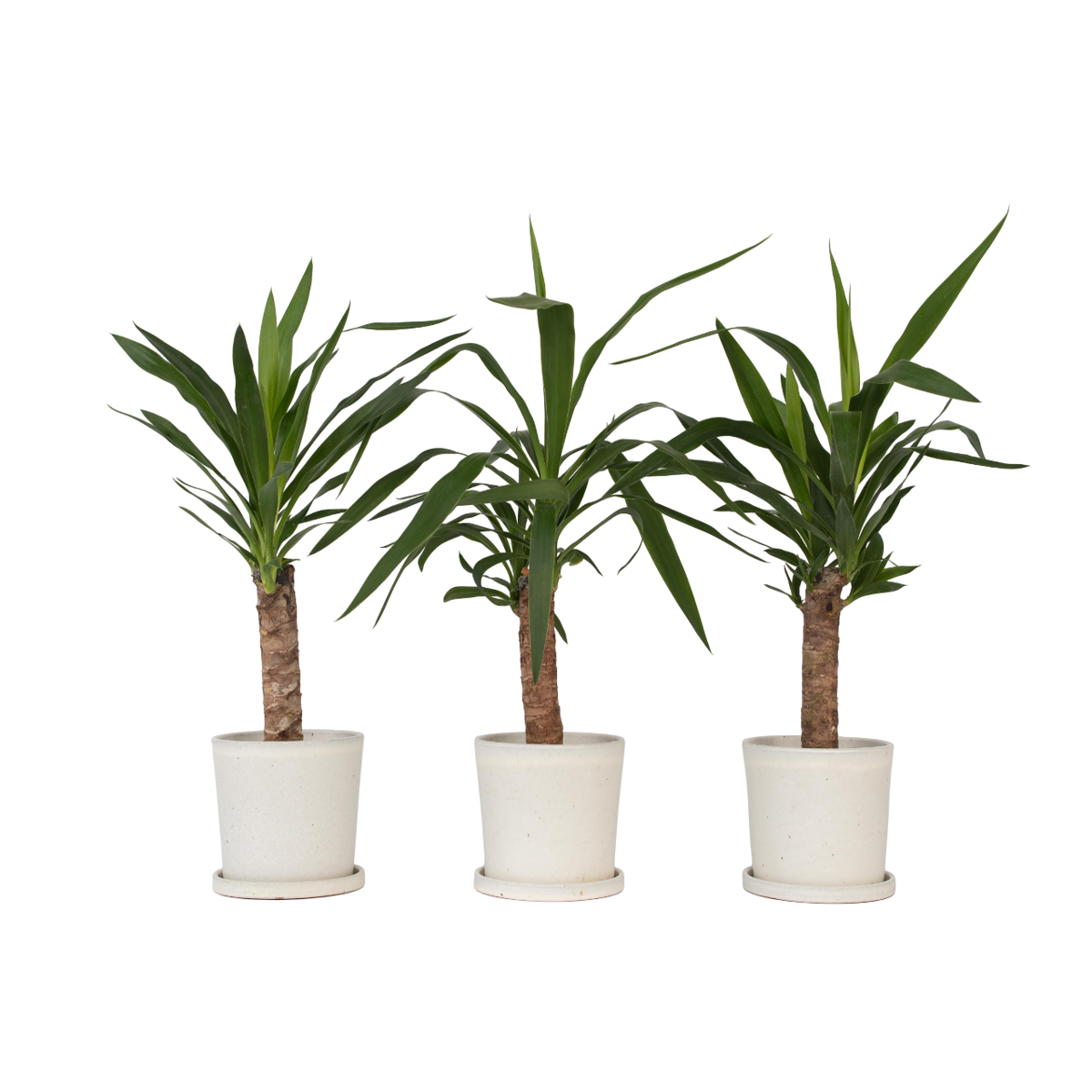 Common Yucca - 3 pcs. - Yucca elephantipes - Height 50-60cm - ⌀14cm