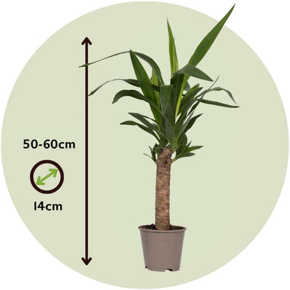Common Yucca - 3 pcs. - Yucca elephantipes - Height 50-60cm - ⌀14cm