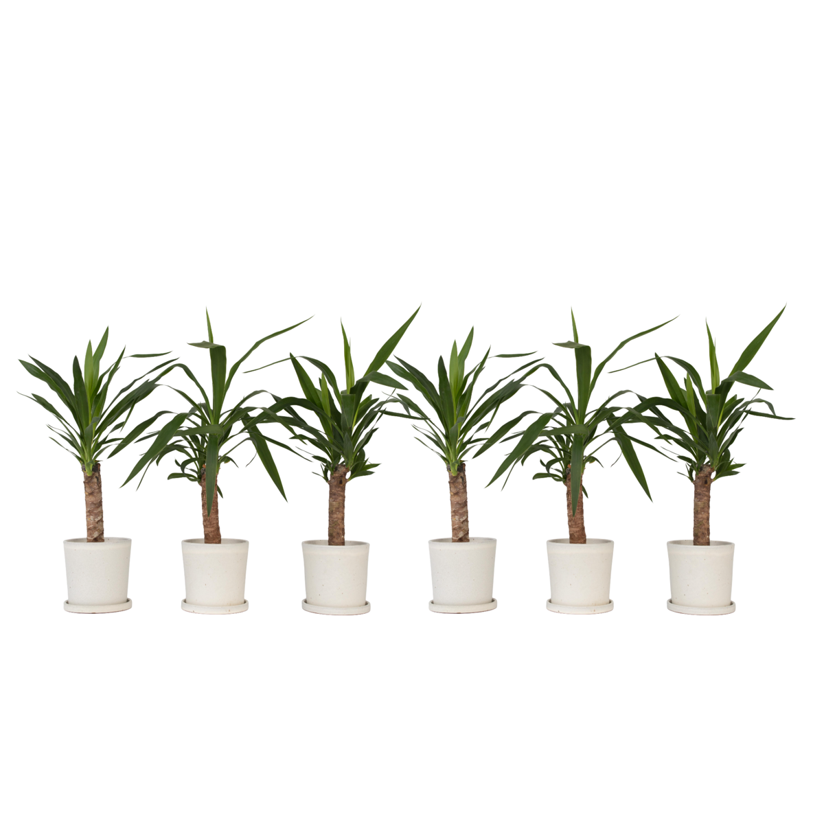 Common Yucca - 6 pcs. - Yucca elephantipes - Height 50-60cm - ⌀14cm