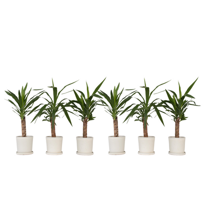 Common Yucca - 6 pcs. - Yucca elephantipes - Height 50-60cm - ⌀14cm