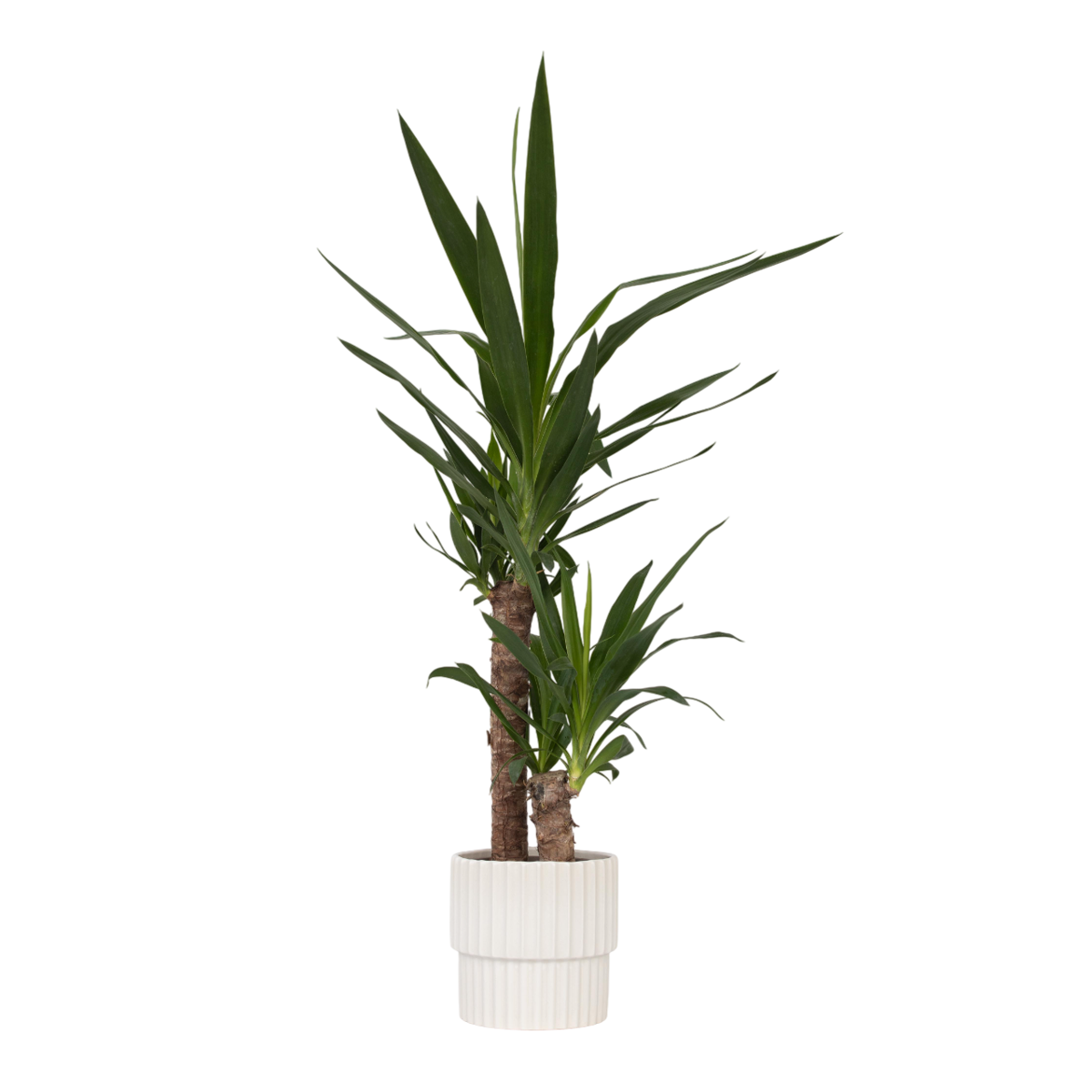 Common Yucca - Yucca elephantipes - Height 70-80cm - ⌀17cm