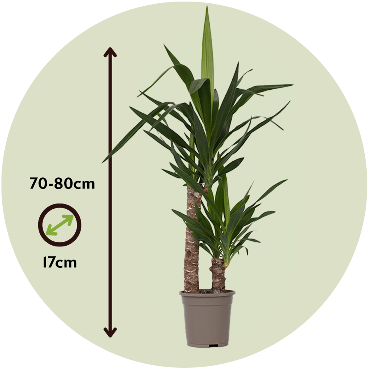 Common Yucca - Yucca elephantipes - Height 70-80cm - ⌀17cm