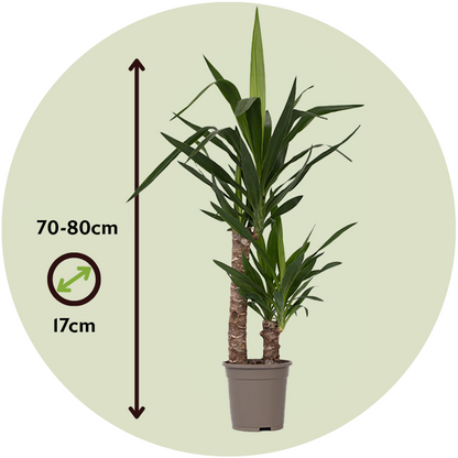 Common Yucca - Yucca elephantipes - Height 70-80cm - ⌀17cm