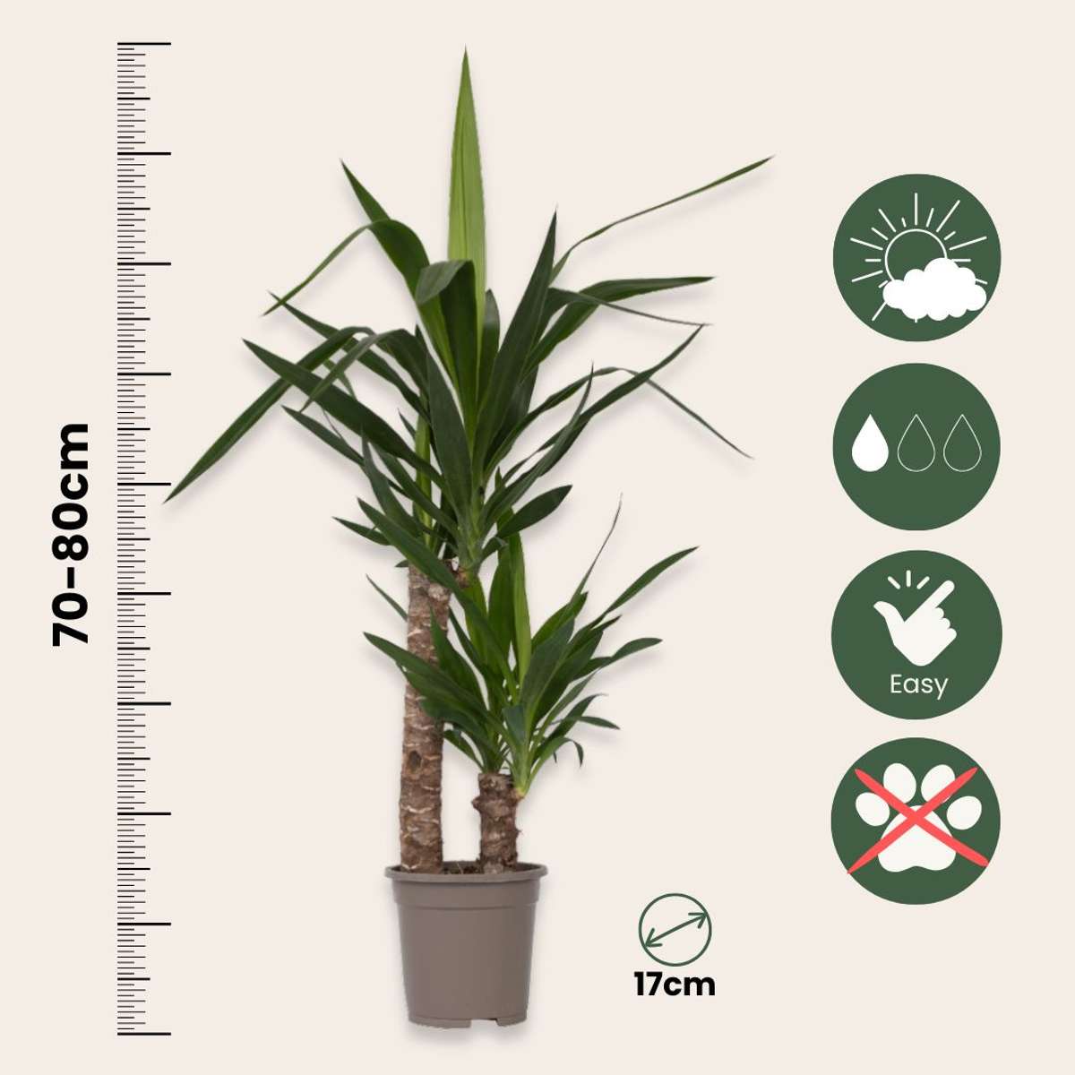 Pied d'éléphant - Yucca elephantipes - Hauteur 70-80cm - ⌀17cm