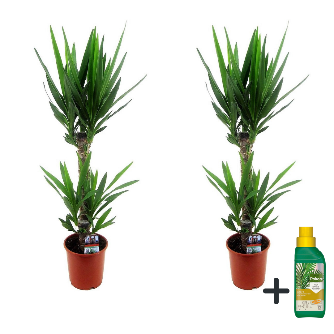 Common Yucca - 2 pcs. - Yucca elephantipes - Height 70-80cm - ⌀17cm
