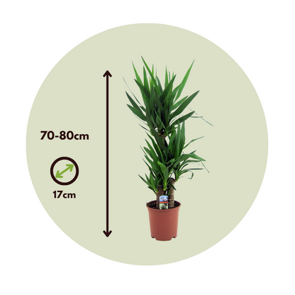 Common Yucca - 2 pcs. - Yucca elephantipes - Height 70-80cm - ⌀17cm