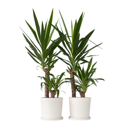 Common Yucca - 2 pcs. - Yucca elephantipes - Height 70-80cm - ⌀21cm