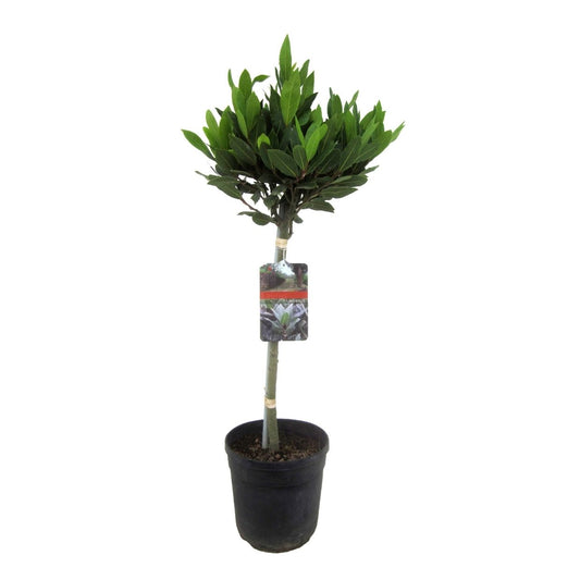 Bay tree - Laurus nobilis - Height 90-100cm - ⌀21cm