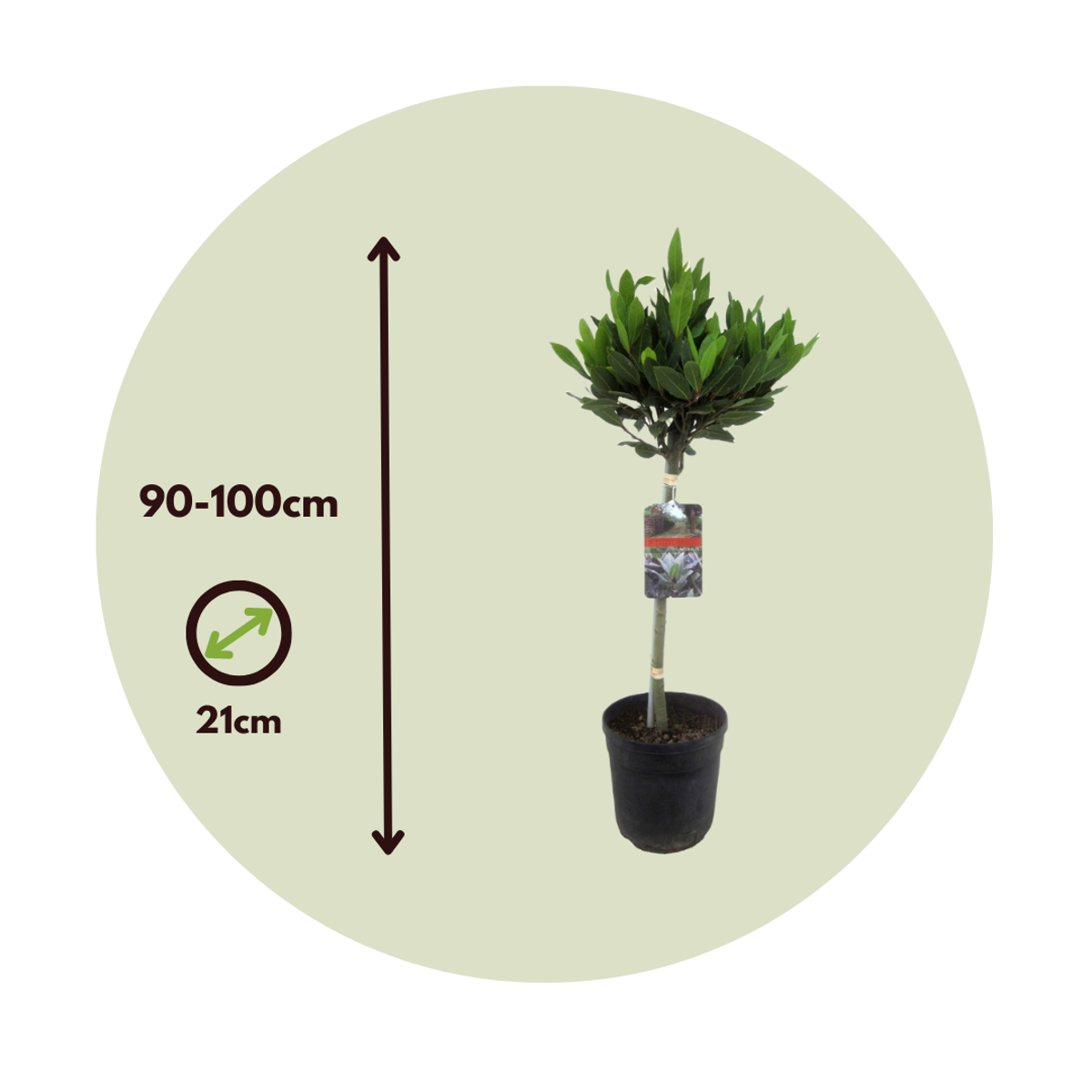 Laurier noble - Laurus nobilis - Hauteur 90-100cm - ⌀21cm - TD Plantz