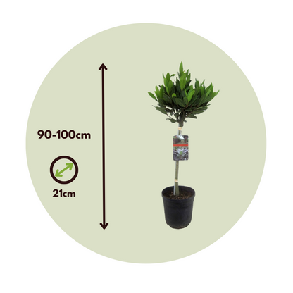 Laurier noble - Laurus nobilis - Hauteur 90-100cm - ⌀21cm - TD Plantz