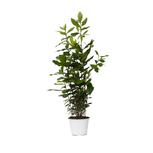 Bay tree - Laurus nobilis - Height 30-40cm - ⌀14cm