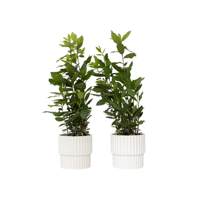 Laurier noble - Set de 2 - Laurus nobilis - Hauteur 30-40cm - ⌀14cm