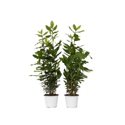Bay tree - 2 pcs. - Laurus nobilis - Height 30-40cm - ⌀14cm