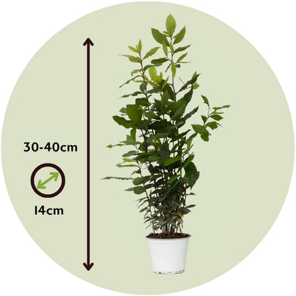 Laurier noble - Set de 2 - Laurus nobilis - Hauteur 30-40cm - ⌀14cm