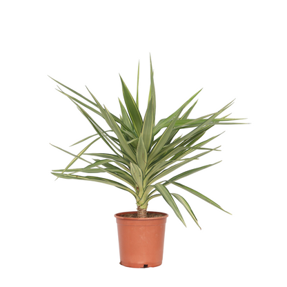 Spineless Yucca - Yucca elephantipes 'Jewel' - Height 60-70cm - ⌀21cm