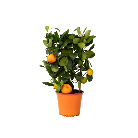 Kalamansi Lime - Citrus mitis 'Calamondin' - Height 35-40cm - ⌀14cm