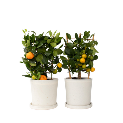 Kalamansi Lime - 2 pcs. - Citrus mitis 'Calamondin' - Height 35-40cm - ⌀14cm