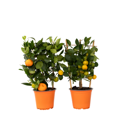 Kalamansi Lime - 2 pcs. - Citrus mitis 'Calamondin' - Height 35-40cm - ⌀14cm