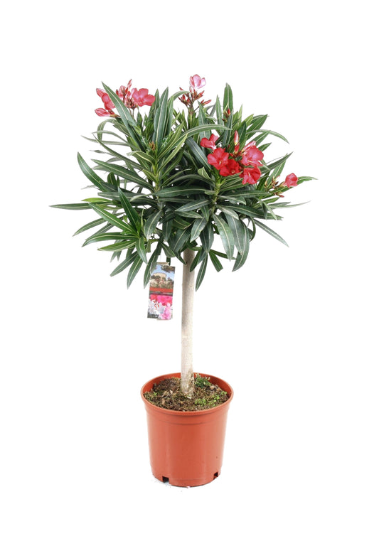 Rose Bay - Nerium oleander - Height 80-90cm - ⌀21cm